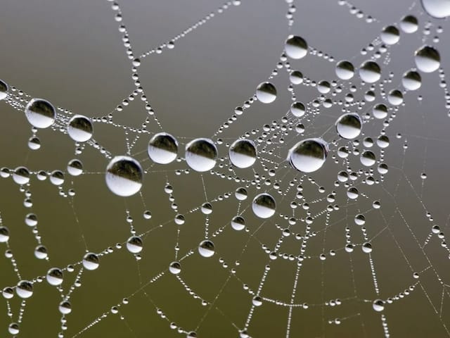 Fototapeta z pajęczyną pokrytą kroplami wody na rozmytym tle