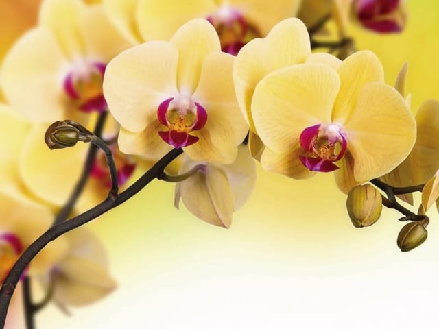 Fototapeta z żółtymi kwiatami orchidei na ciemnej gałązce
