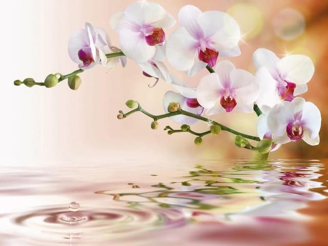 Fototapeta Gałązka Orchidei nad Wodą (mpn: 3451) Fototapeta z białymi orchideami i różowymi środkami nad wodą