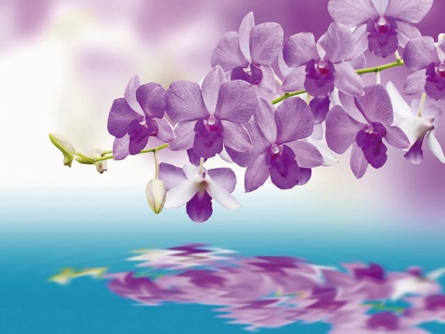 Fototapeta Gałąź orchidei nad wodą (mpn: 3463) Fototapeta z fioletowymi orchideami nad spokojną wodą, pastelowe tło