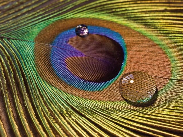 Fototapeta z pawim piórem, krople wody i kolorowe pasma