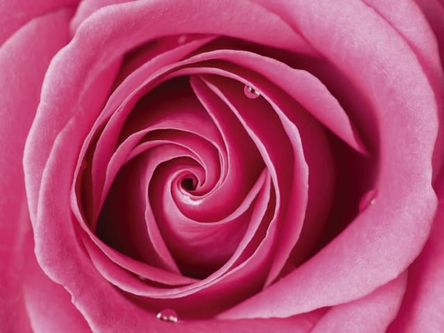 Fototapeta zbliżenie różowego kwiatu róży z spiralnymi płatkami