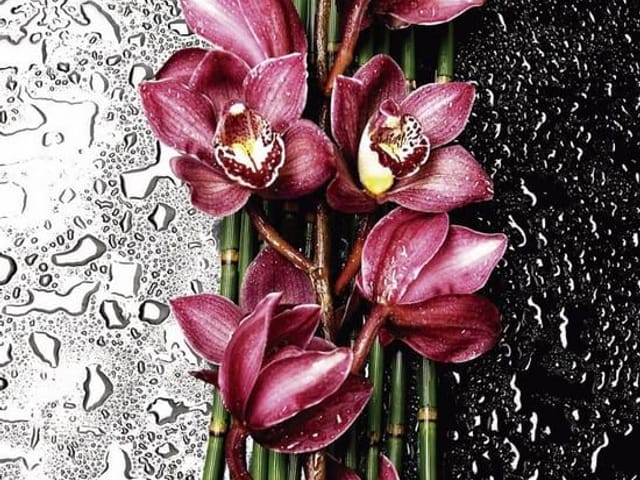 Fototapeta Różowe orchidee na bambusach (mpn: 3547) Fototapeta z różowymi orchideami na zielonych bambusach i czarno-białym tle