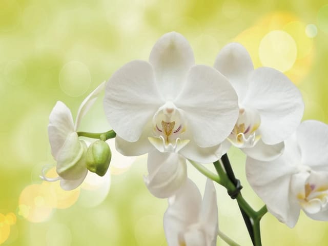 Fototapeta Orchidee na zielonej łodydze (mpn: 3551) Fototapeta z białymi kwiatami orchidei na zielonej łodydze, rozmyte tło