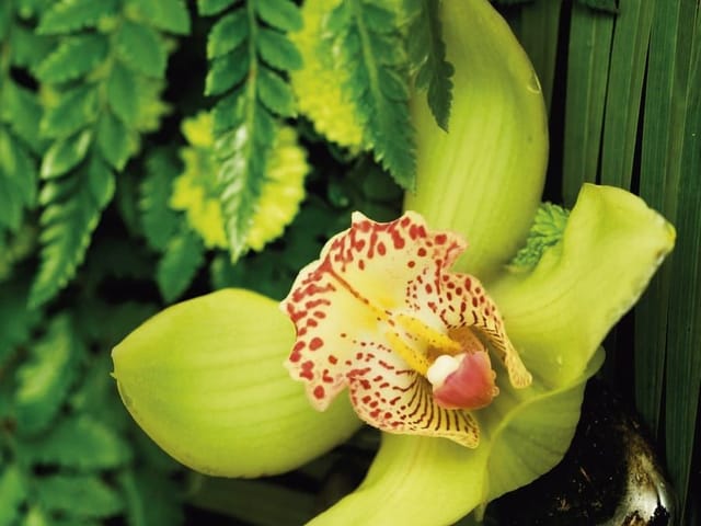 Fototapeta Żółty kwiat orchidei i liście (mpn: 356) Fototapeta z żółtym kwiatem orchidei i zielonymi liśćmi paproci