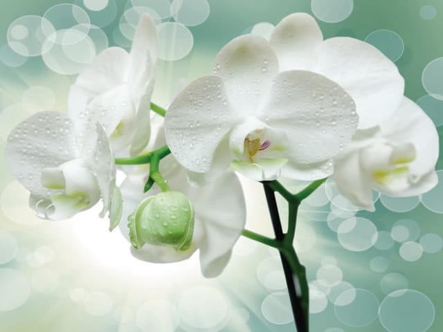 Fototapeta Białe orchidee z kroplami wody (mpn: 3747) Fototapeta z białymi orchideami i kroplami wody na rozmytym tle