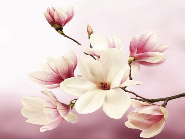 Fototapeta z gałęzią magnolii i różowymi płatkami na pastelowym tle