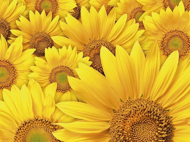 Fototapeta z dużymi żółtymi słonecznikami o ciemnych środkach