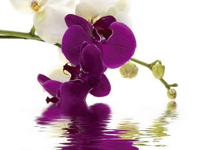 Fototapeta Fioletowe i białe orchidee nad wodą (kod: 3831) Fototapeta z fioletowymi i białymi orchideami odbijającymi się w wodzie