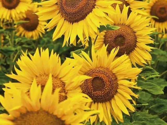 Fototapeta z polem słoneczników w pełnym rozkwicie na tle jasnego nieba