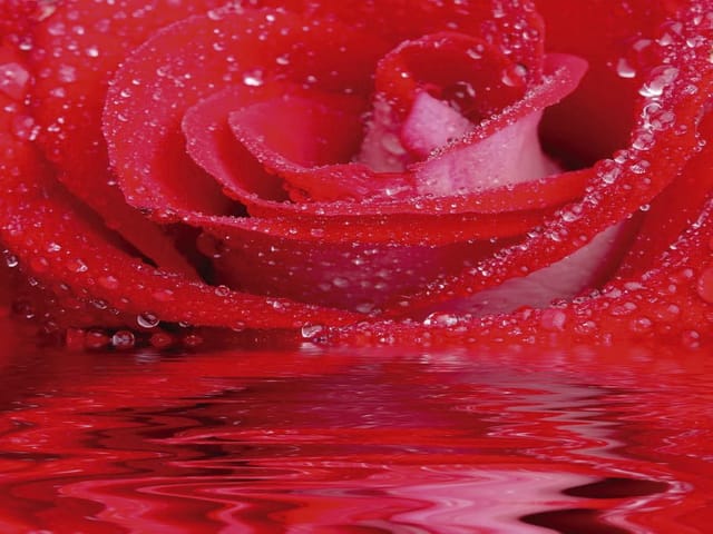 Fototapeta przedstawiająca czerwoną różę z kroplami wody i rozmytym tłem