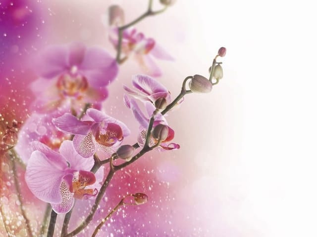 Fototapeta Orchidee na gałązce (kod: 3878) Fototapeta przedstawiająca delikatne kwiaty orchidei na rozmytym tle.