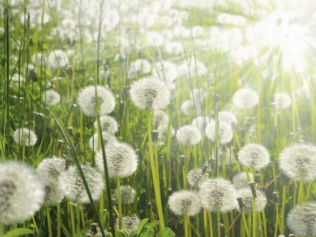 Fototapeta z polem dmuchawców oświetlonym jasnym słońcem, z zielonymi łodygami i liśćmi.
