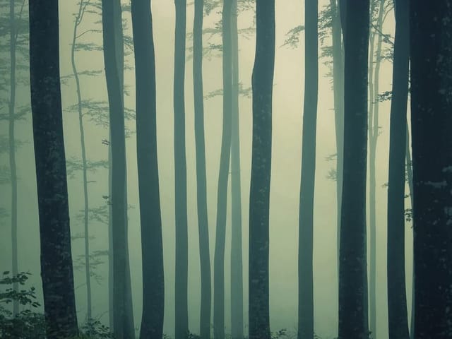 Fototapeta Leśna mgła i wysokie drzewa (mpn: 3888) Fototapeta z wysokimi drzewami w lesie, mgła i ciemne sylwetki