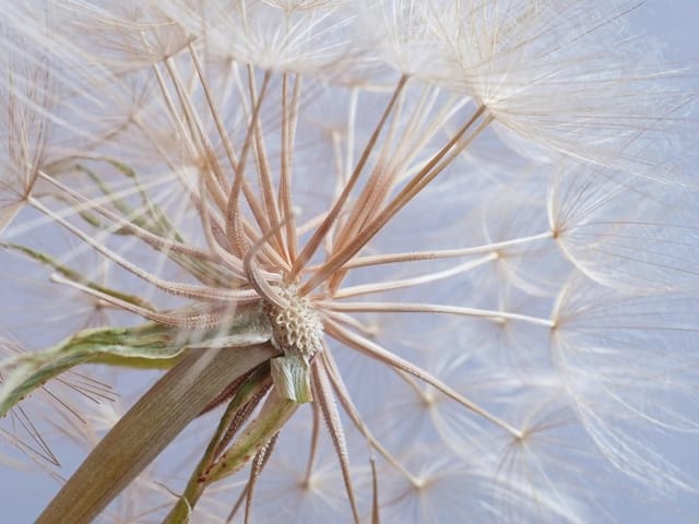 Fototapeta zbliżenie dmuchawca z delikatnymi nasionami i jasnym tłem