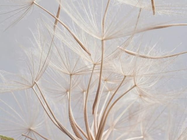 Fototapeta z dużym dmuchawcem i delikatnymi nasionami na jasnym tle