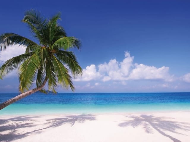 Fototapeta z palmą na tropikalnej plaży, turkusowe morze, błękitne niebo