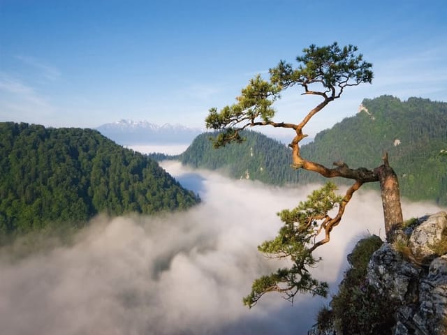 Fototapeta Drzewo na klifie w górach (kod: 3981) Fototapeta z drzewem na skraju klifu, mgłą w dolinie i górami w tle