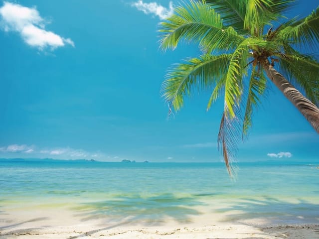 Fototapeta z palmą na tropikalnej plaży, błękitne niebo, piaszczysta plaża