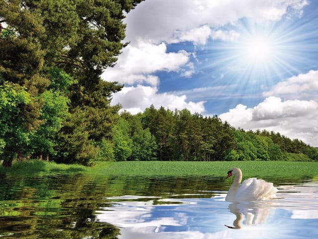 Fototapeta z łabędziem na jeziorze, las w tle, jasne niebo i słońce