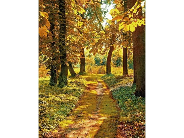 Fototapeta Ścieżka w lesie o świcie (kod: 4049) Fototapeta przedstawiająca ścieżkę w lesie o świcie z wysokimi drzewami