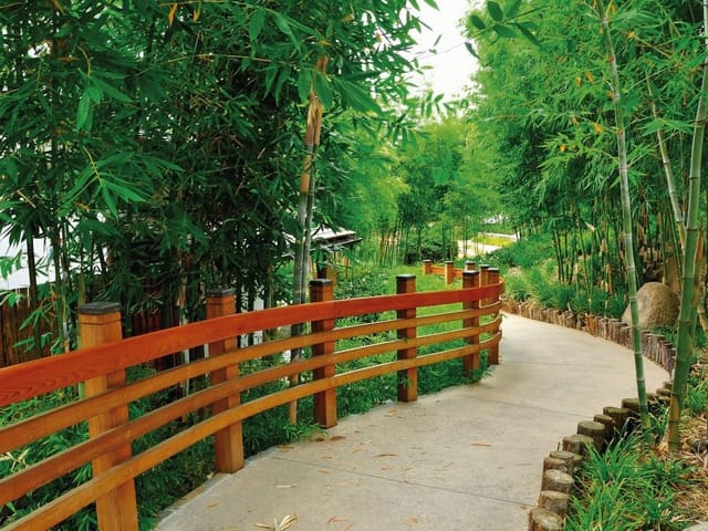 Fototapeta z drewnianą ścieżką wśród bambusów i zieleni