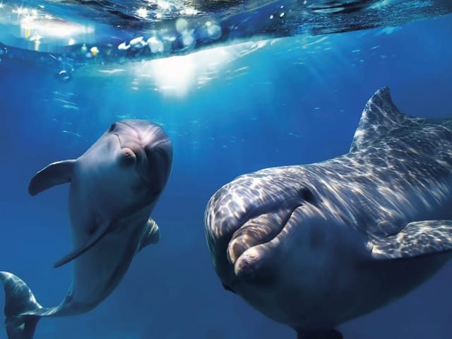 Fototapeta przedstawiająca dwa delfiny pływające pod wodą z promieniami słońca