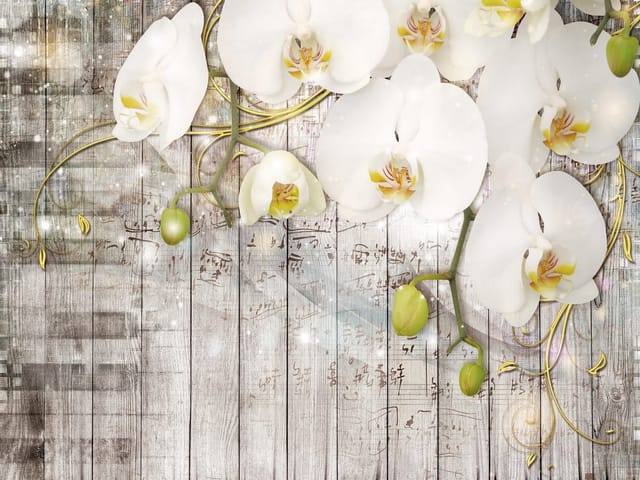 Fototapeta z białymi orchideami na tle drewnianych desek z nutami i ornamentami