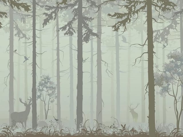Fototapeta przedstawiająca las z wysokimi drzewami iglastymi, mgłą i jeleniami