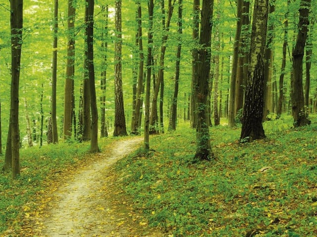 Fototapeta Ścieżka w zielonym lesie (mpn: 452) Fototapeta z krętą ścieżką wśród zielonych drzew i traw