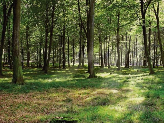 Fototapeta przedstawiająca las o świcie z wysokimi drzewami i promieniami słońca