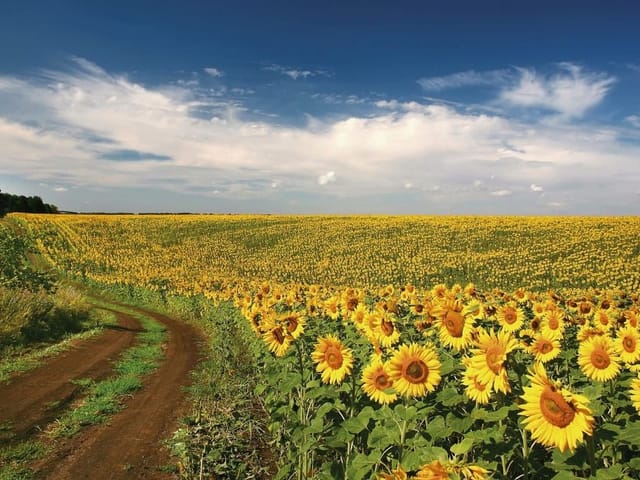 Fototapeta z polem słoneczników, błękitnym niebem i polną drogą