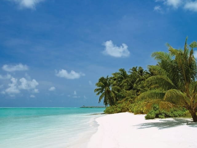 Fototapeta z plażą, palmami, turkusowym oceanem i błękitnym niebem