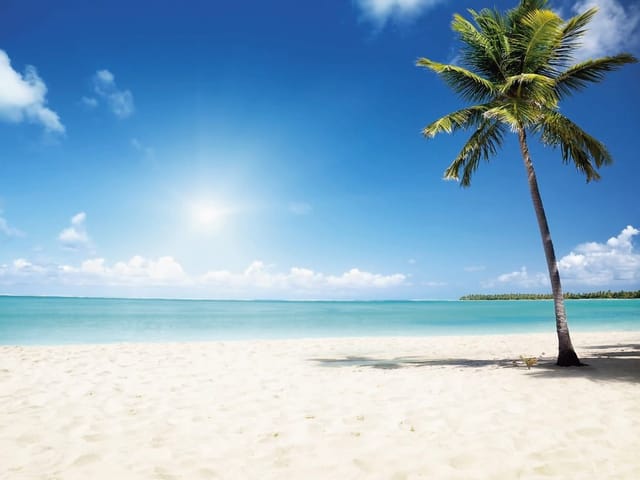 Fototapeta przedstawiająca palmę na piaszczystej plaży z turkusowym morzem i błękitnym niebem