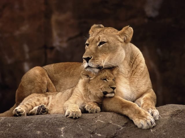 Fototapeta Lew i lwiątko na skale (kod: 5063) Fototapeta Lew i lwiątko na skale