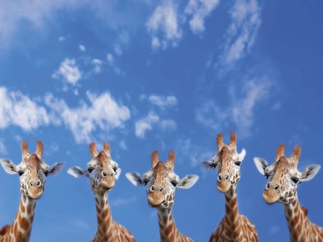 Fototapeta z pięcioma żyrafami na tle błękitnego nieba z chmurami