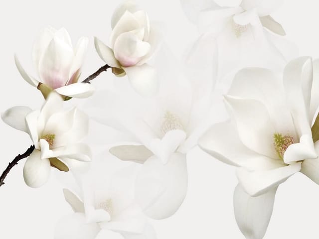 Fototapeta z białymi kwiatami magnolii na gałęzi, jasne tło