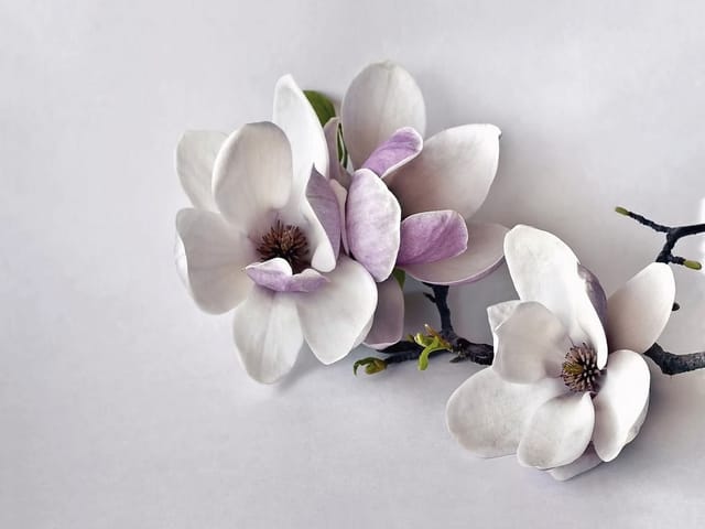 Fototapeta z magnoliami na ciemnej gałęzi z jasnym tłem i zielonymi liśćmi