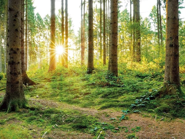 Fototapeta przedstawiająca las o świcie z promieniami słońca i zielonym mchem