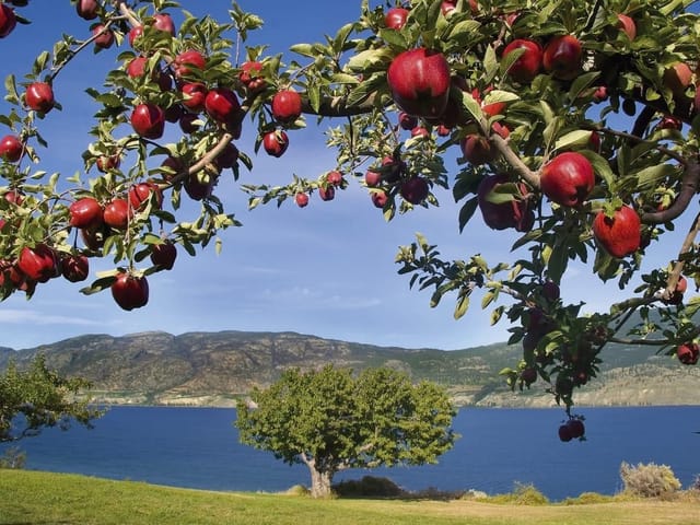 Fototapeta z gałęziami jabłoni, błękitnym niebem, jeziorem i górami