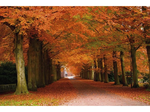 Fototapeta Jesienna aleja w lesie o świcie