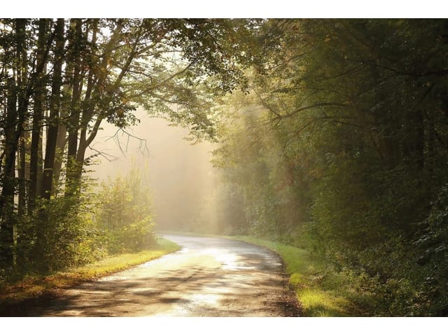 Fototapeta Kręta droga w lesie o świcie
