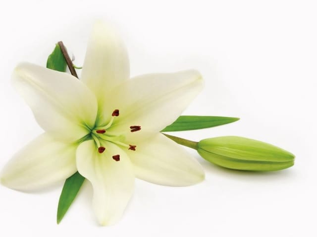 Fototapeta Białe Lilie z Zielonym Pąkiem (kod: 5829) Fototapeta z białym kwiatem lilii i zielonym pąkiem na białym tle