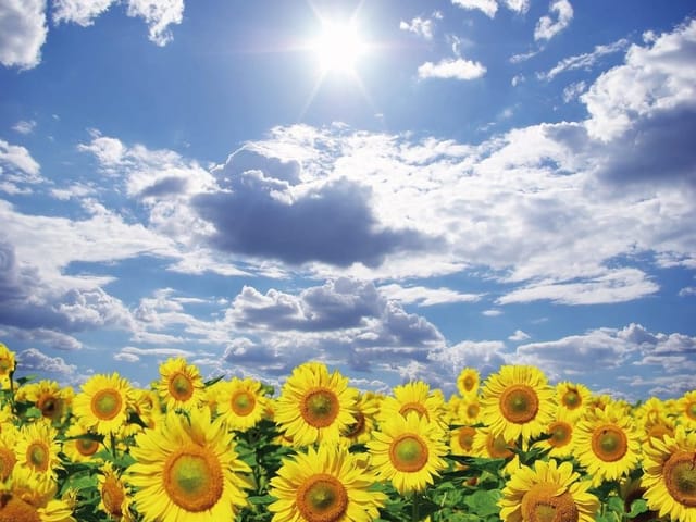 Fototapeta z polem słoneczników i błękitnym niebem pełnym chmur