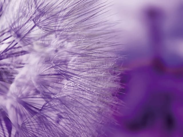 Fototapeta zbliżenie dmuchawca z delikatnymi włóknami na fioletowym tle