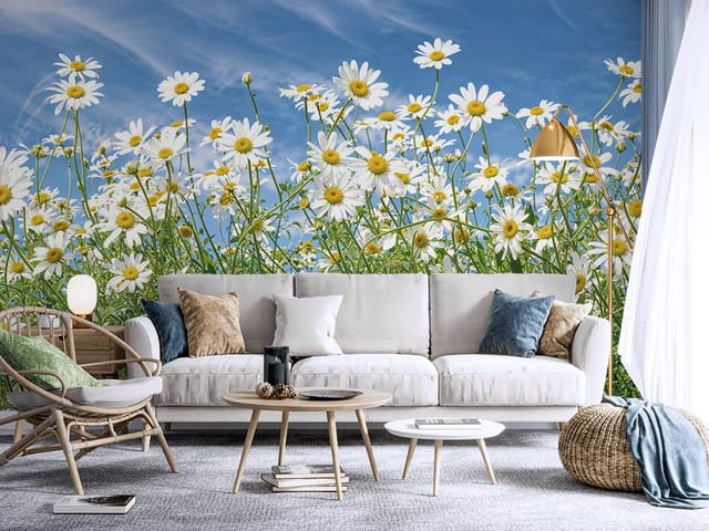 Fototapeta Pole stokrotek pod niebem