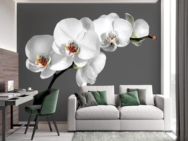 Fototapeta z białą orchideą na szarym tle, delikatne płatki i ciemna łodyga