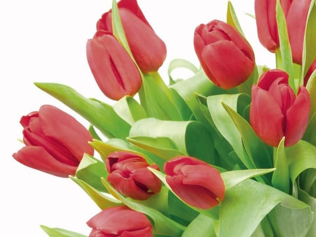 Fototapeta Bukiet czerwonych tulipanów na białym tle (kod: 5863) Fototapeta z bukietem czerwonych tulipanów otoczonych zielonymi liśćmi na białym tle