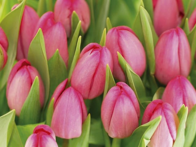 Fototapeta z różowymi tulipanami i zielonymi liśćmi, zbliżenie na kwiaty