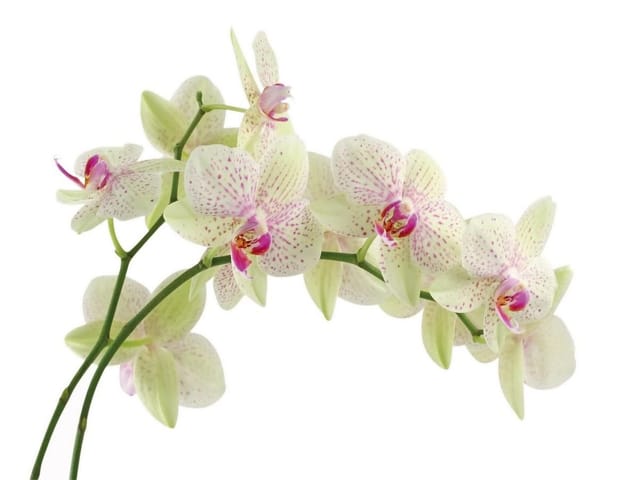 Fototapeta Gałązka storczyków na białym tle (kod: 5993) Fototapeta z gałązką storczyków o białych płatkach z różowymi plamkami